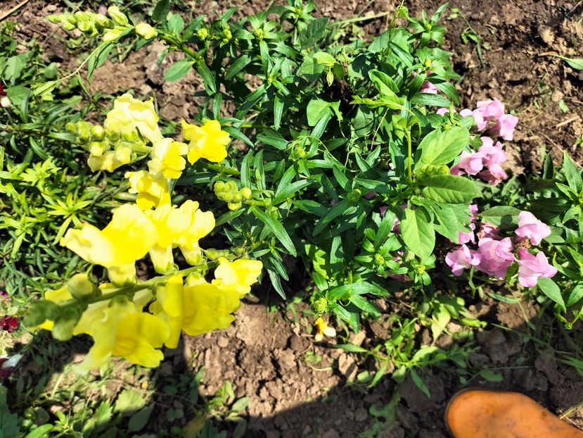 IMG20250805110636 - vara 2025