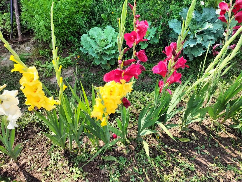 IMG20250805110514 - vara 2025