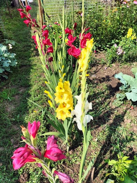 IMG20250805110453 - vara 2025