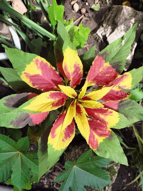 IMG20250731130958 - vara 2025