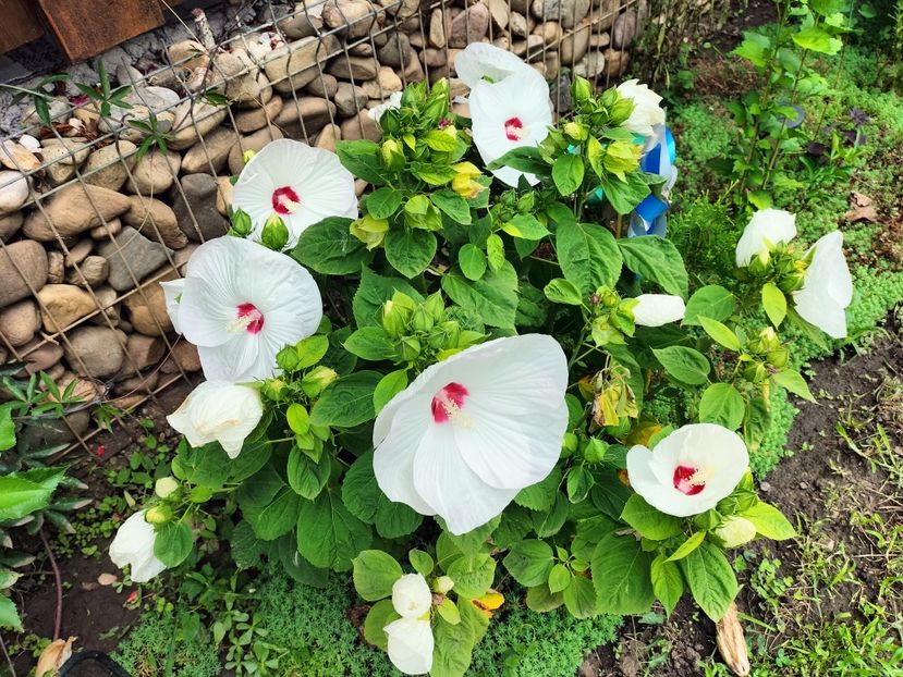 IMG20250729122330 - vara 2025