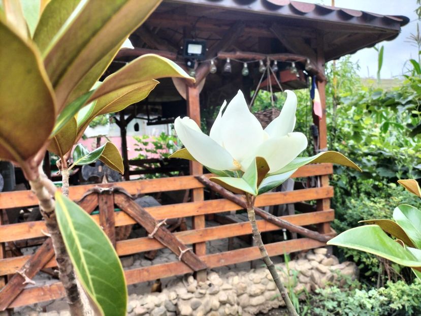 IMG20250729121853 - vara 2025