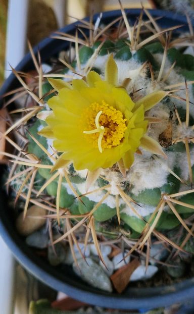 Coryphanta sulcolanata - Cactusi si suculente 2020-2021-2022-2023- 2024-2025