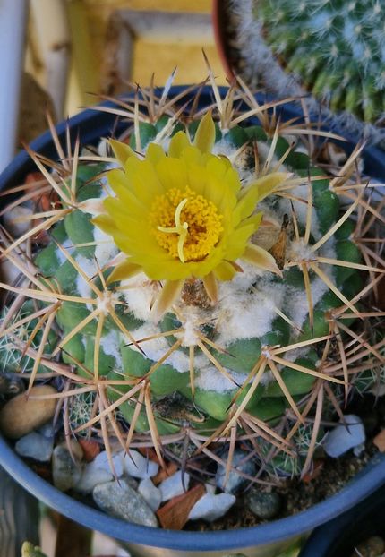 Coryphanta sulcolanata - Cactusi si suculente 2020-2021-2022-2023- 2024-2025