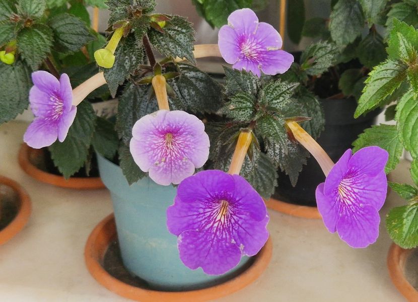  - Serge s Revelation p