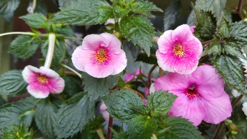 pe canicula - 2025-BriD s Ruth