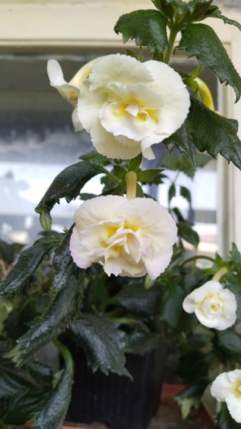  - 2025-Yellow Enghish Rose
