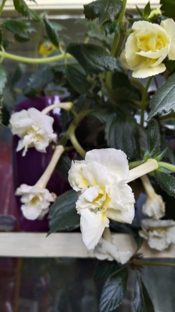 - 2025-Yellow Enghish Rose