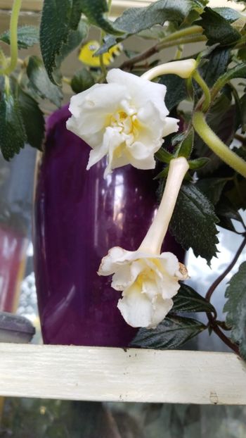  - 2025-Yellow Enghish Rose