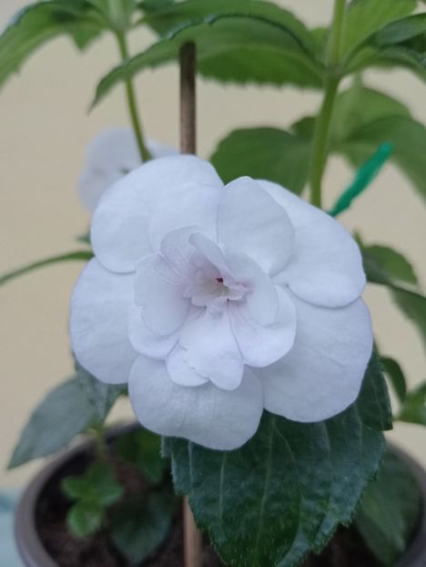  - Double Picotee Rose