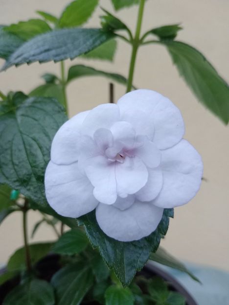  - Double Picotee Rose