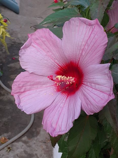  - HIBISCUS MOSCHETUOS