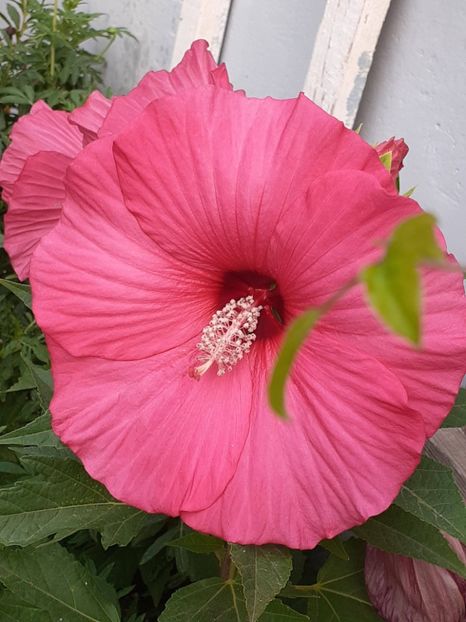  - HIBISCUS MOSCHETUOS