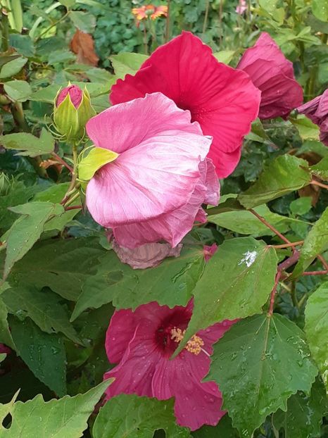  - HIBISCUS MOSCHETUOS