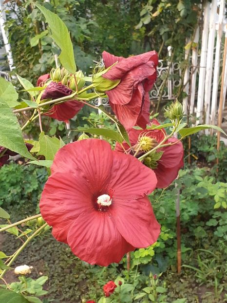  - HIBISCUS MOSCHETUOS