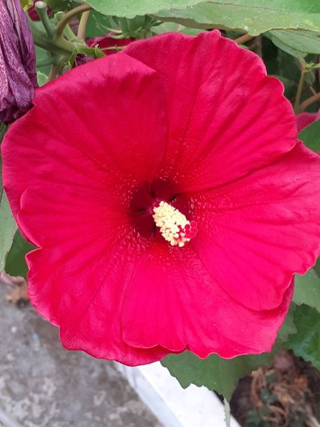  - HIBISCUS MOSCHETUOS