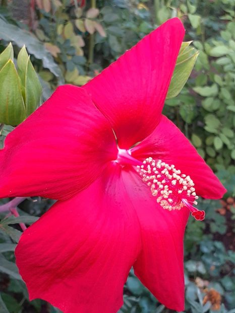  - HIBISCUS MOSCHETUOS