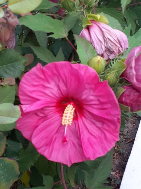  - HIBISCUS MOSCHETUOS