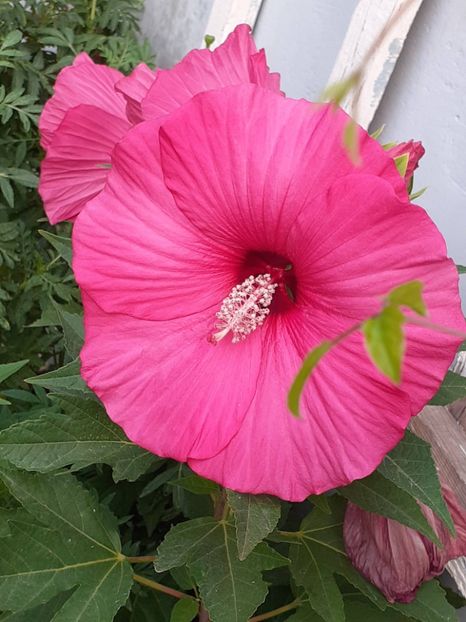  - HIBISCUS MOSCHETUOS