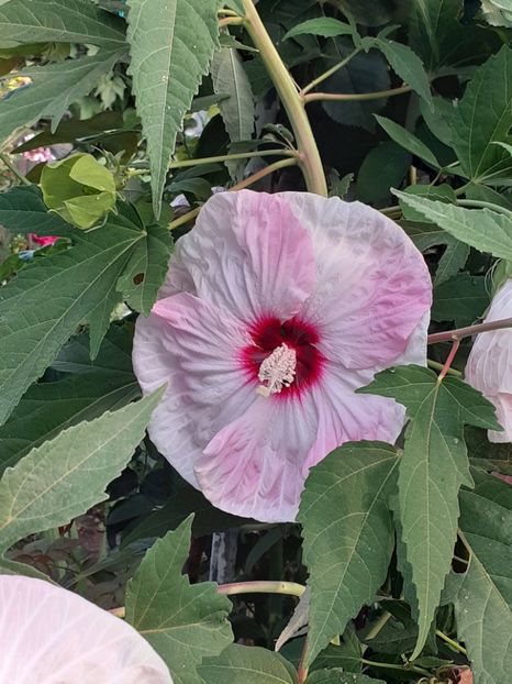  - HIBISCUS MOSCHETUOS