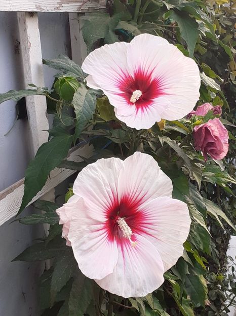  - HIBISCUS MOSCHETUOS