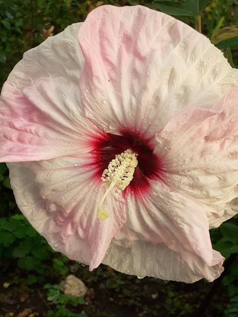  - HIBISCUS MOSCHETUOS