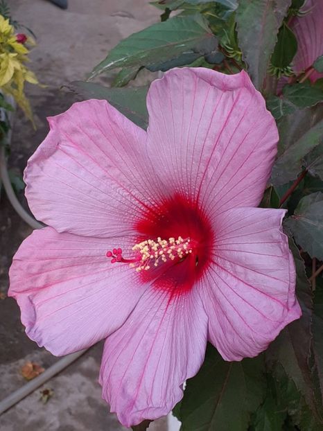  - HIBISCUS MOSCHETUOS