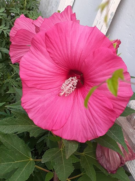  - HIBISCUS MOSCHETUOS