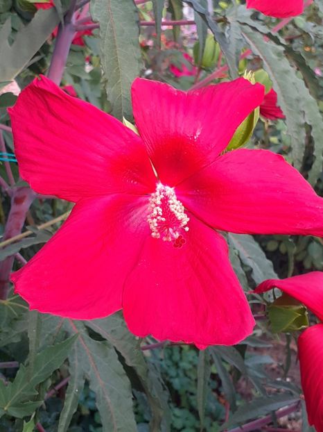  - HIBISCUS MOSCHETUOS