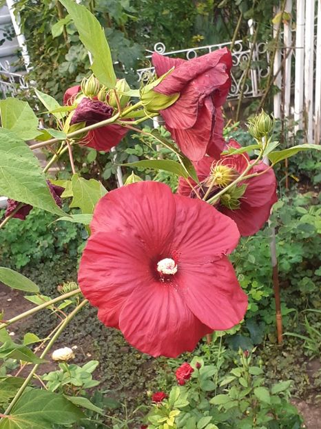  - HIBISCUS MOSCHETUOS