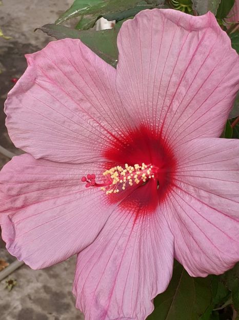  - HIBISCUS MOSCHETUOS