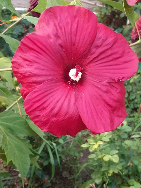  - HIBISCUS MOSCHETUOS