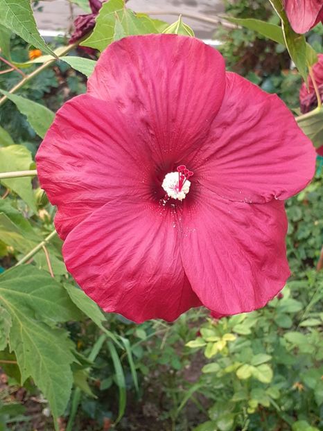  - HIBISCUS MOSCHETUOS