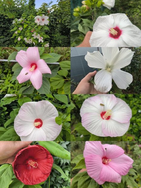  - Hibiscusi mouschetos 2025