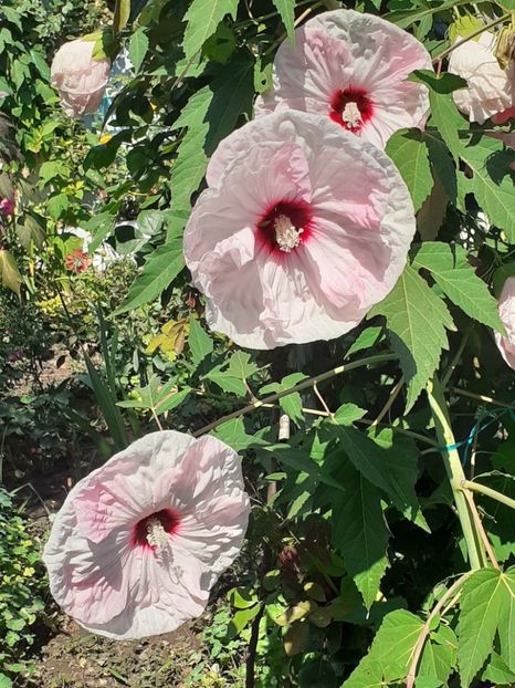  - HIBISCUS MOSCHETUOS