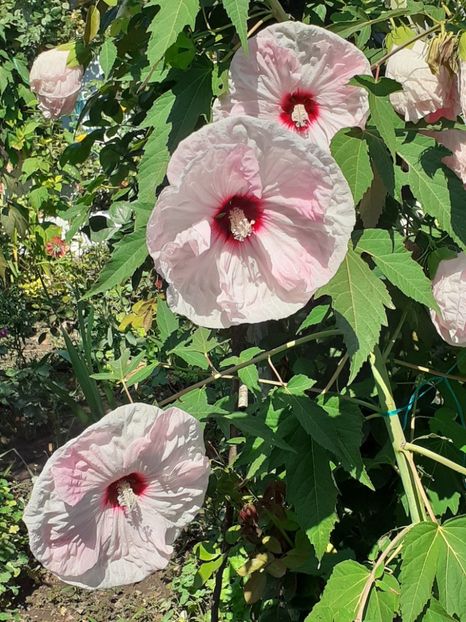  - HIBISCUS MOSCHETUOS