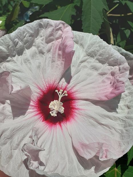  - HIBISCUS MOSCHETUOS