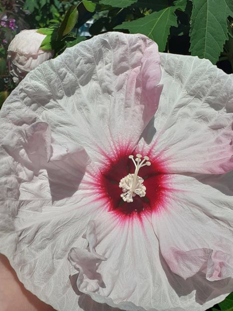  - HIBISCUS MOSCHETUOS