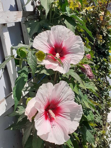  - HIBISCUS MOSCHETUOS