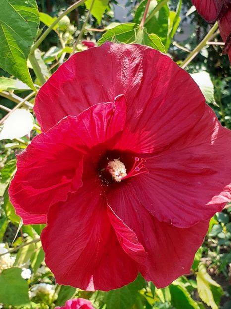  - HIBISCUS MOSCHETUOS