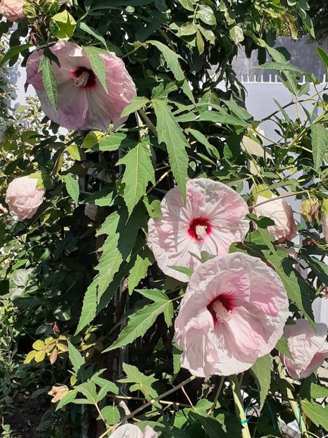  - HIBISCUS MOSCHETUOS