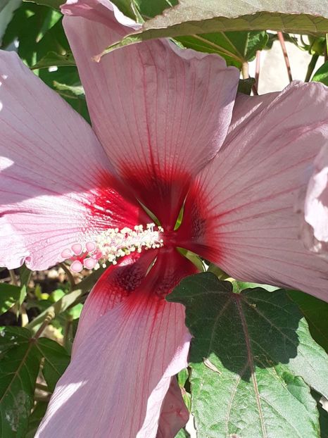 20250806_120632(0) - HIBISCUS MOSCHETUOS
