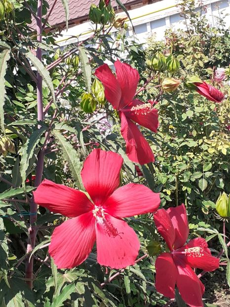  - HIBISCUS MOSCHETUOS