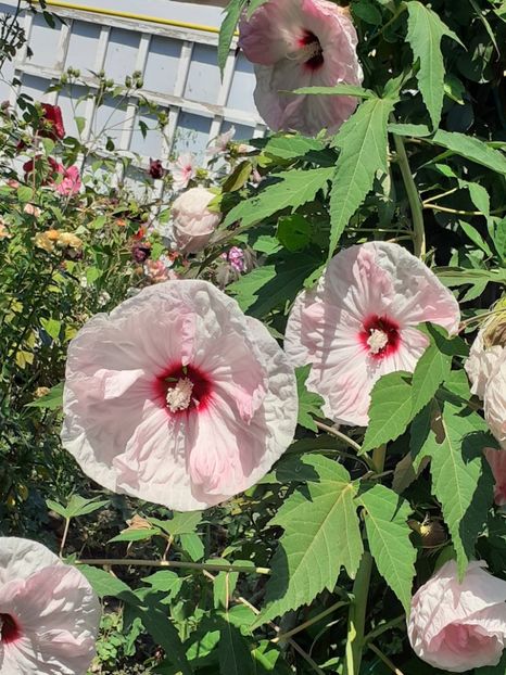  - HIBISCUS MOSCHETUOS