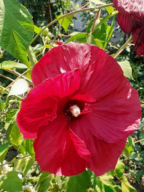  - HIBISCUS MOSCHETUOS