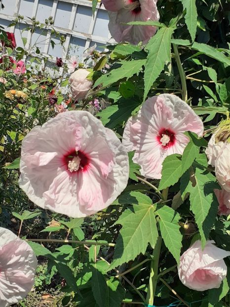  - HIBISCUS MOSCHETUOS