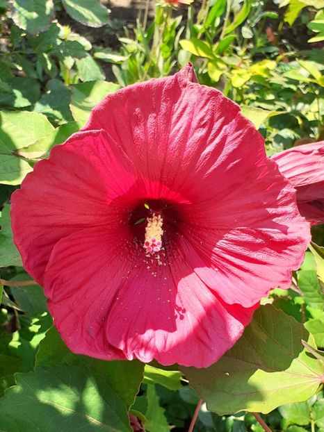 - HIBISCUS MOSCHETUOS