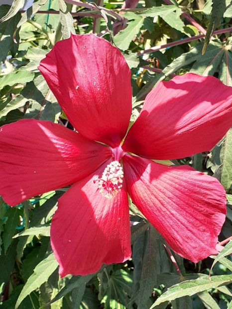 - HIBISCUS MOSCHETUOS