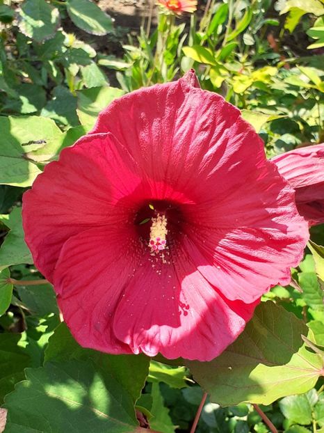  - HIBISCUS MOSCHETUOS
