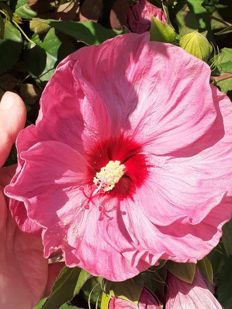  - HIBISCUS MOSCHETUOS